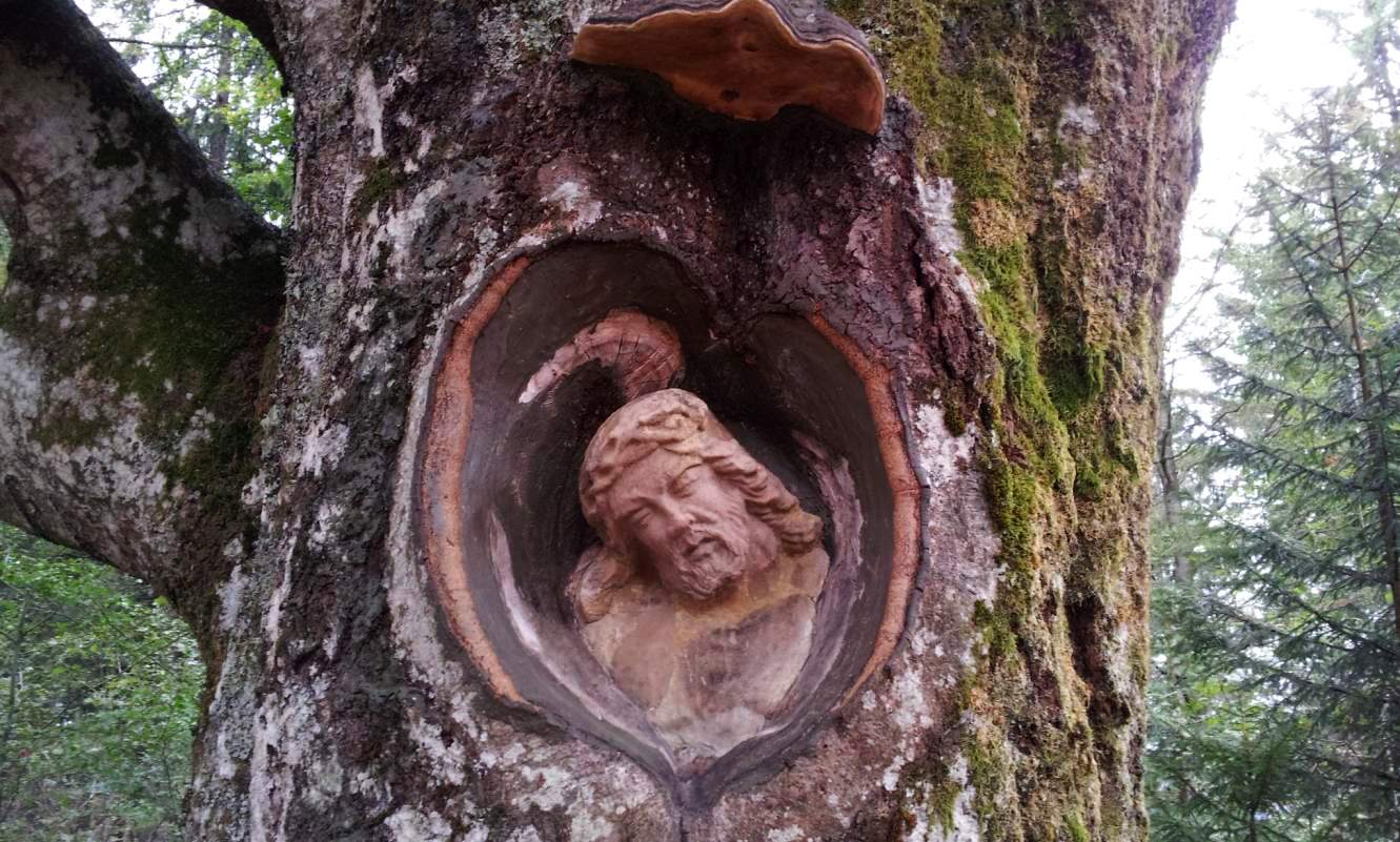 Bildtitel: Balzer Herrgott - in Weidbuche eingewachsene steinerne Christusfigur