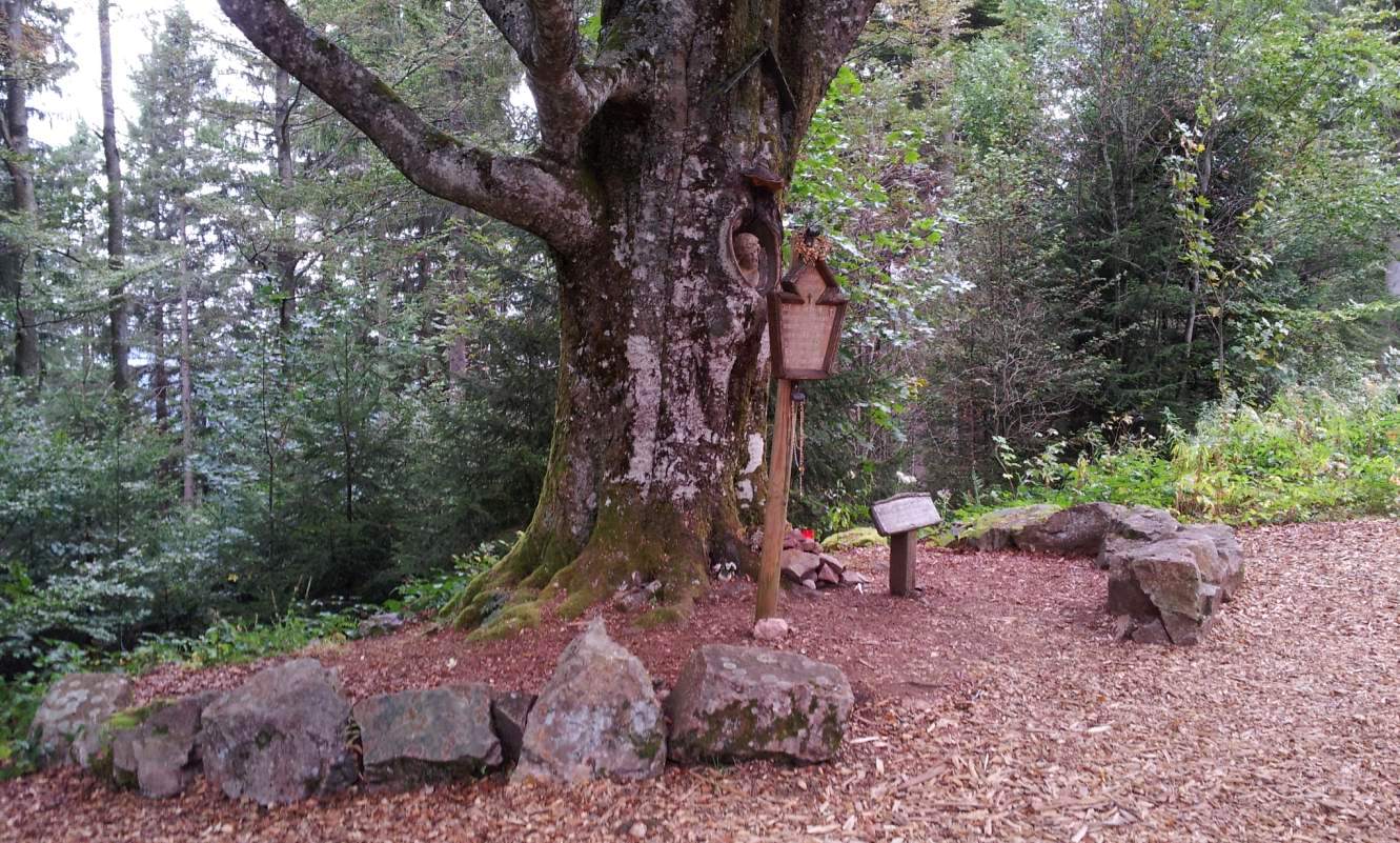 Bildtitel: Balzer Herrgott-Weidbuche mit eingewachsenem Christusbild