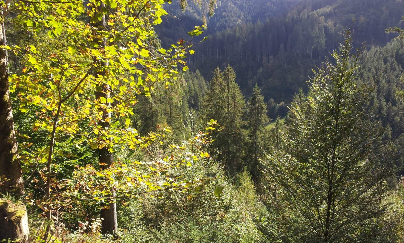 Bildtitel: Blick hinab ins Mörderloch-Tal mit dichter Schwarzwaldlandschaft