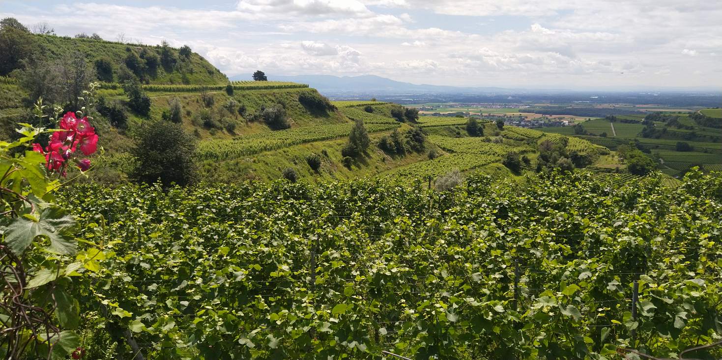 Bildtitel: Rebterrassen