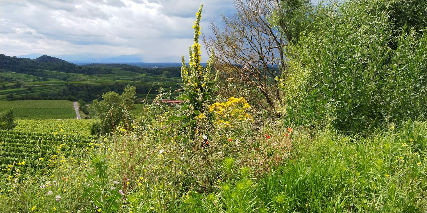 Bildtitel: Königskerze