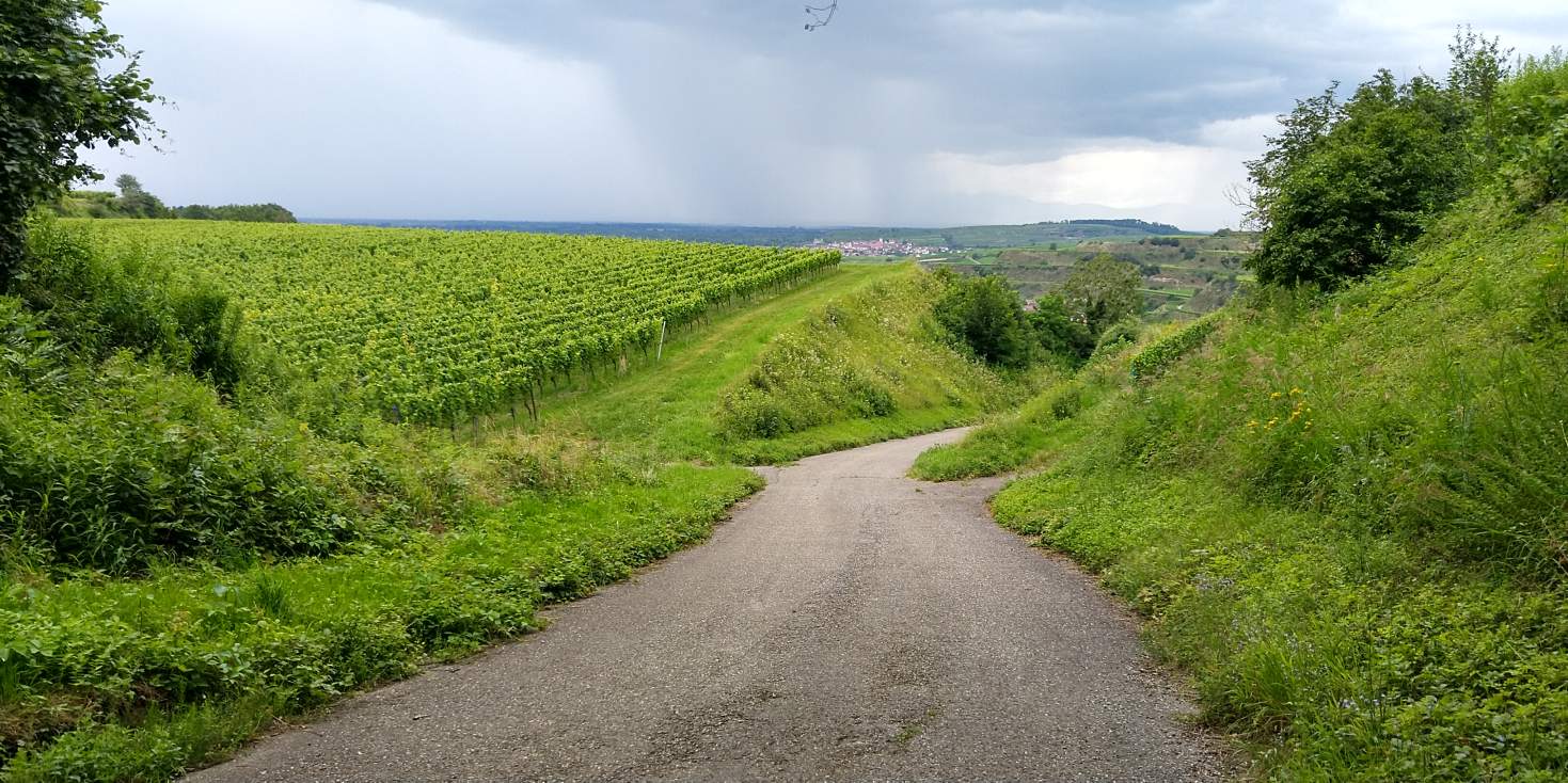 Bildtitel: Weg nach Oberrotweil