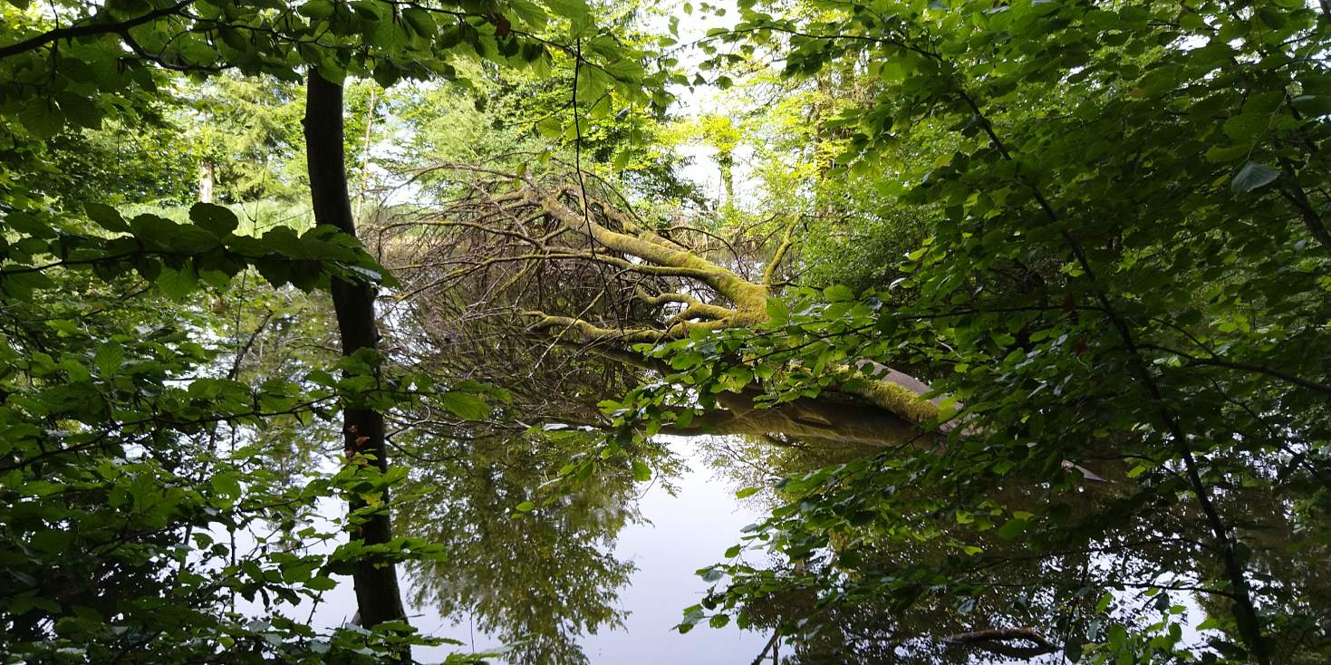 Bildtitel: Moskitos ohne Ende