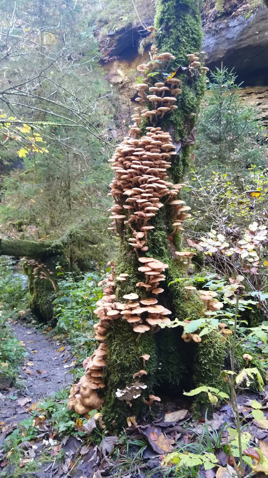 Bildtitel: Pilze wohin man schaut