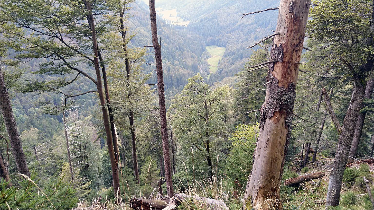 Bildtitel: Blick ins St. Wilhelmer Tal