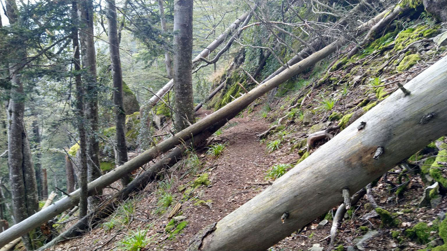 Bildtitel: umgestürzte Bäume