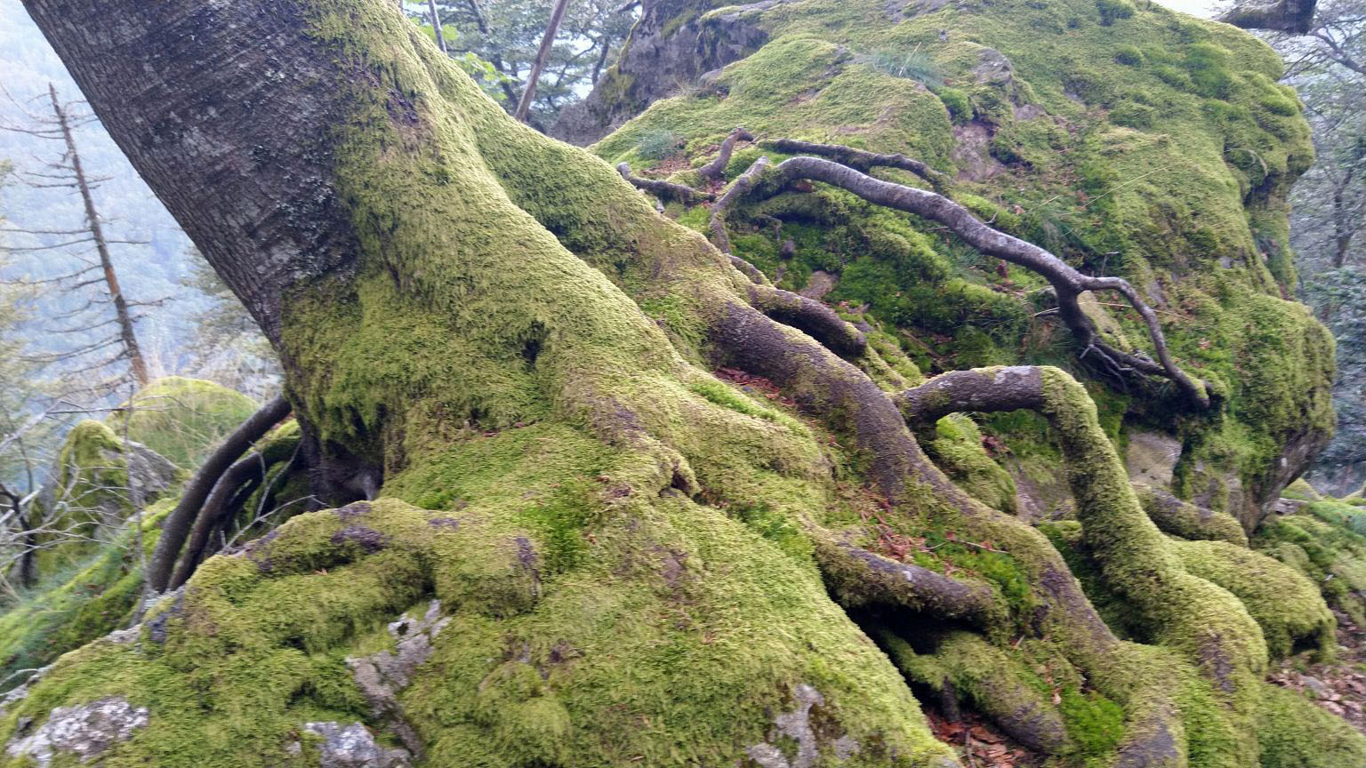 Bildtitel: bemooste Baumwurzel