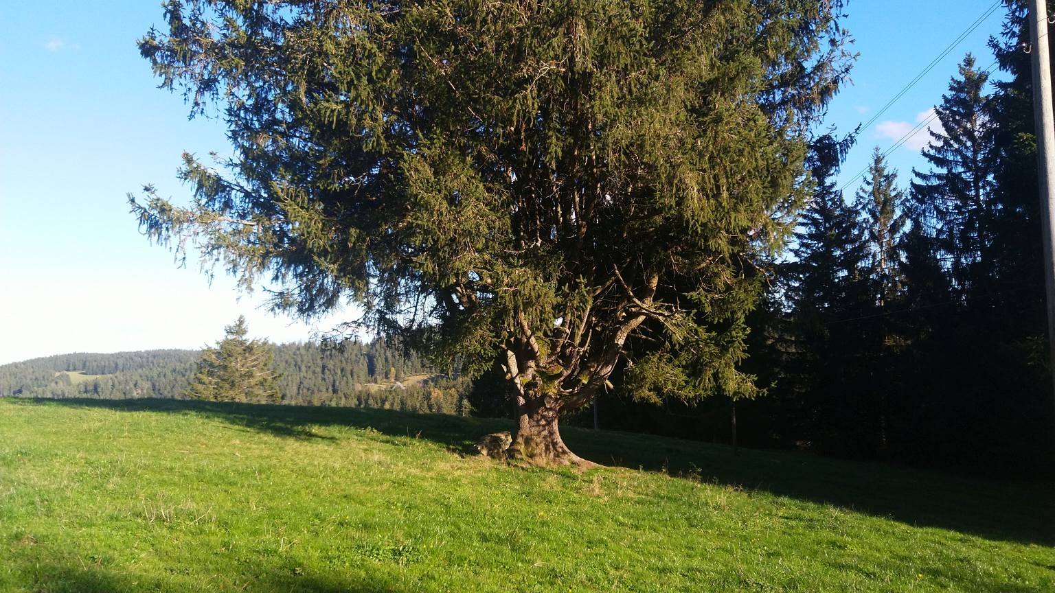 Bildtitel: gnarled fir