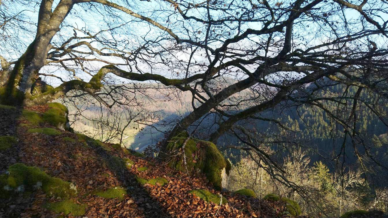 Bildtitel: vom Wind geformte Bäume