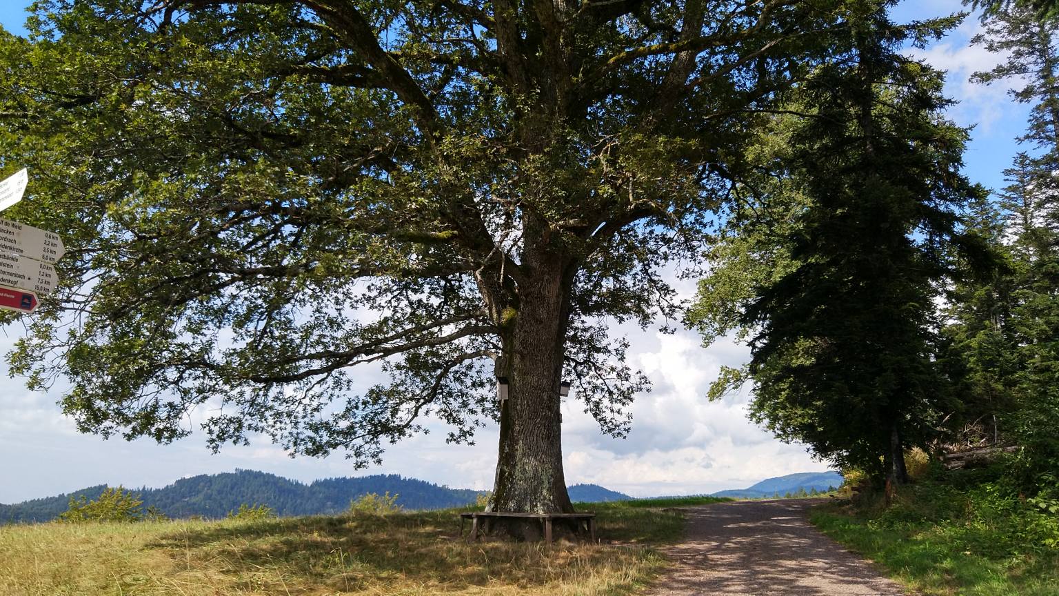 Bildtitel: Mosteiche mit Mostbänkle