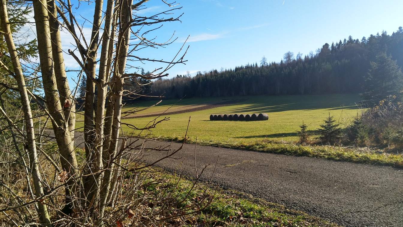 Bildtitel: Waldlichtung