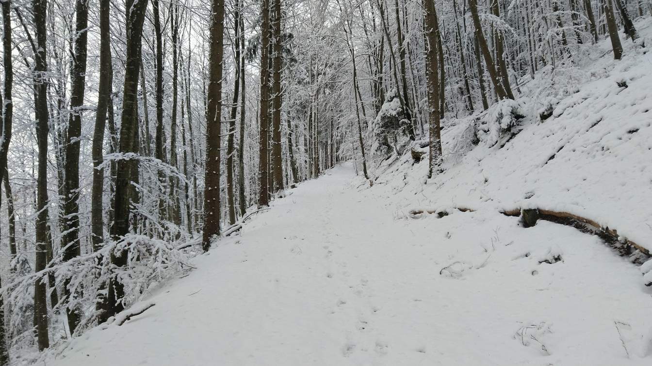 Bildtitel: Aufstieg zum Zundelberg