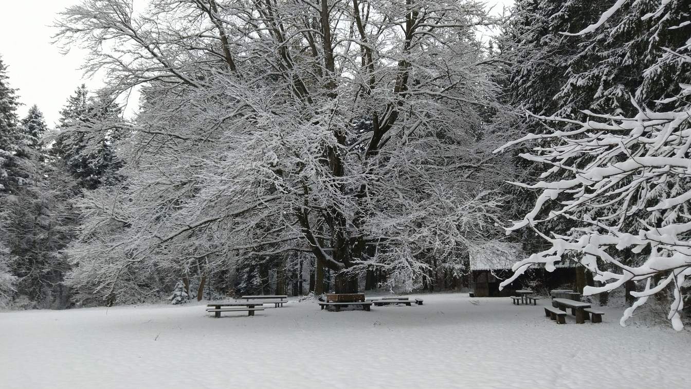 Bildtitel: Pflanzschulhütte auf dem Zundelberg