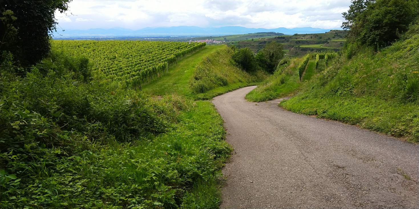 Bildtitel: Weg nach Oberrotweil