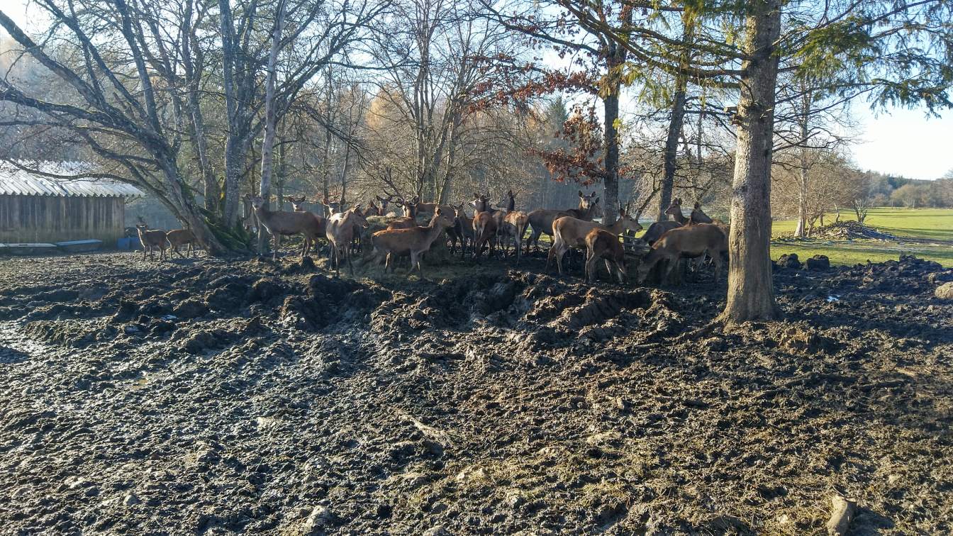 Bildtitel: Rotwild im Wildgehege Kolbingen