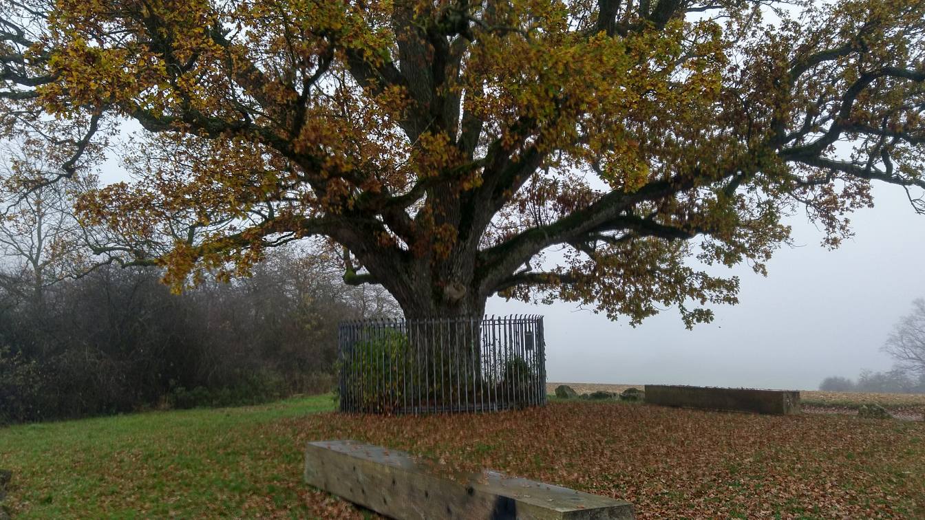 Bildtitel: Umzäunte Magdalenenbergeiche als Naturdenkmal