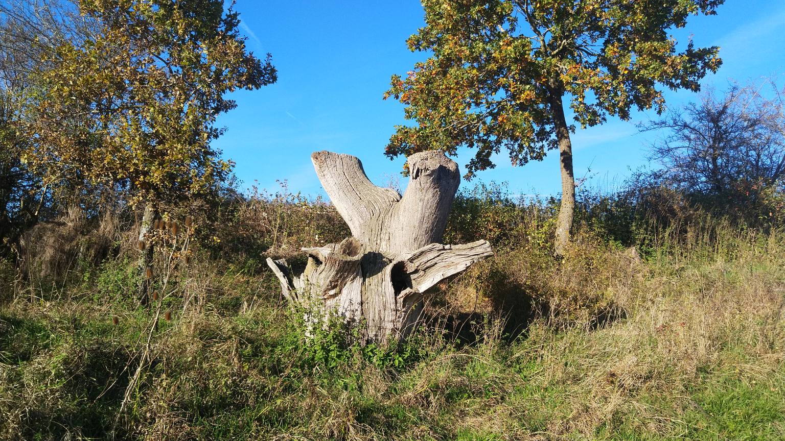 Bildtitel: Baumstumpf