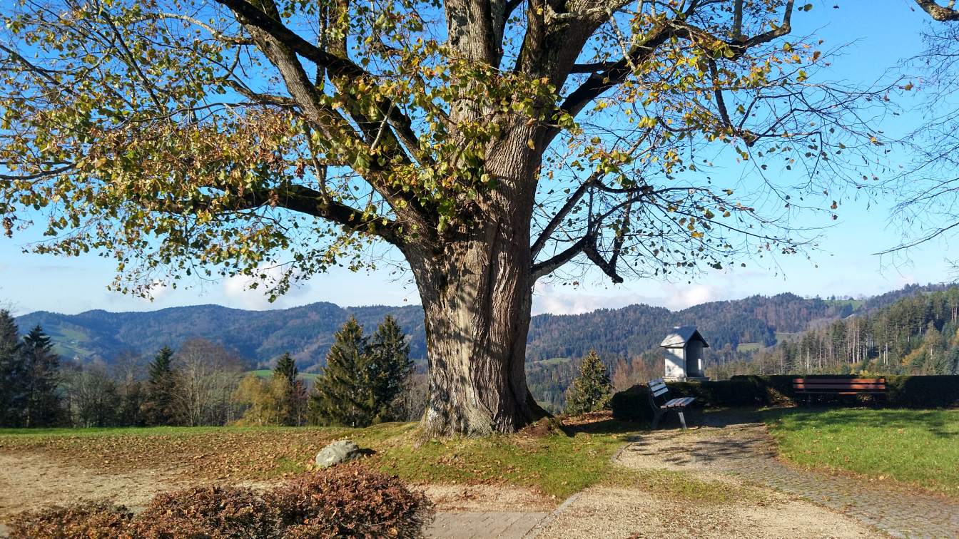 Bildtitel: alte Linde im Klostergarten