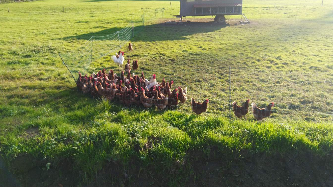 Bildtitel: Hühnerversammlung