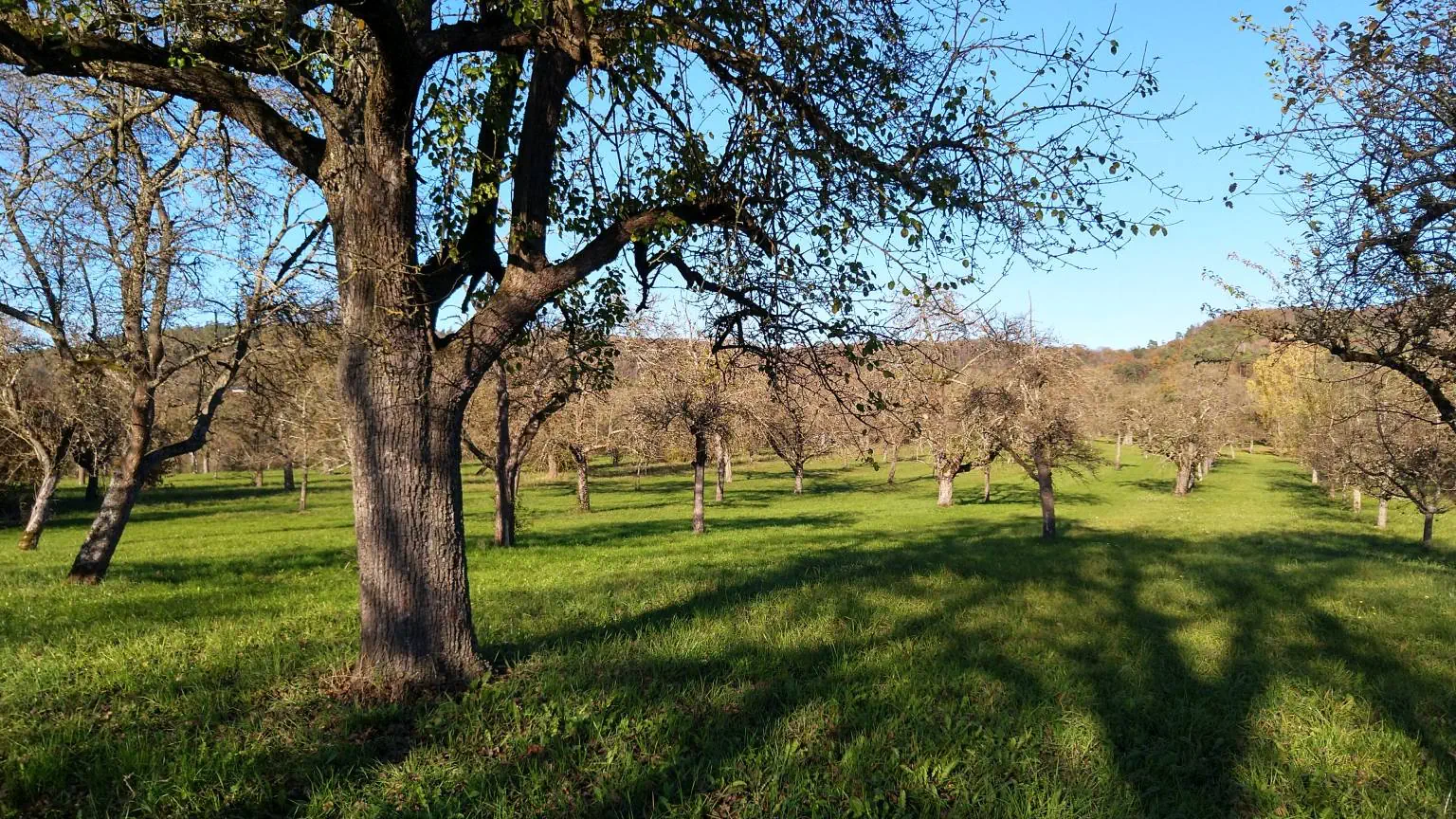 Bildtitel: Streuobstwiese