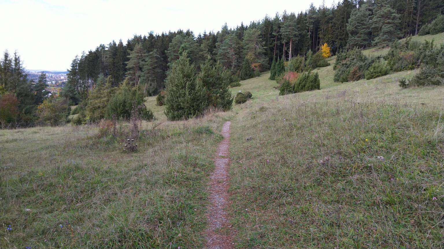 Bildtitel: Mühlhausener Heidelandschaft und offene Wiesenfläche