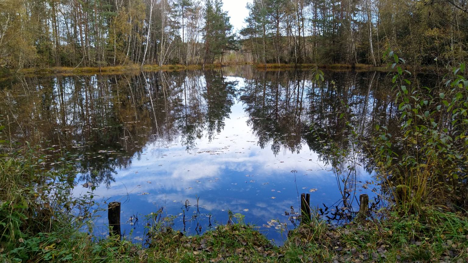 Bildtitel: Moorsee mit stiller Wasserfläche und umgebender Vegetation