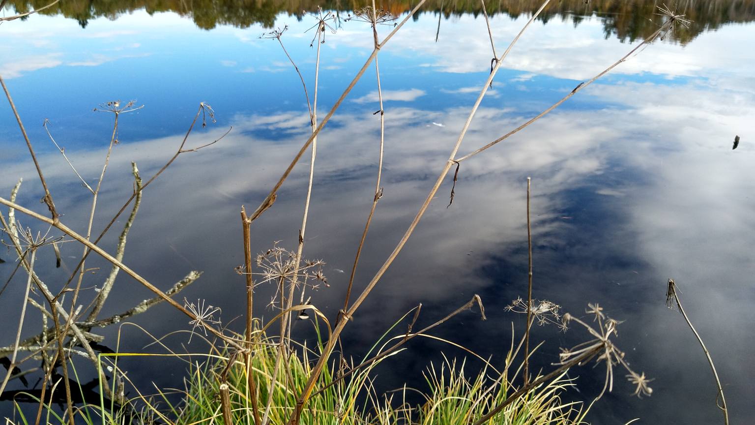 Bildtitel: Uferbereich des Moores mit typischer Moorvegetation