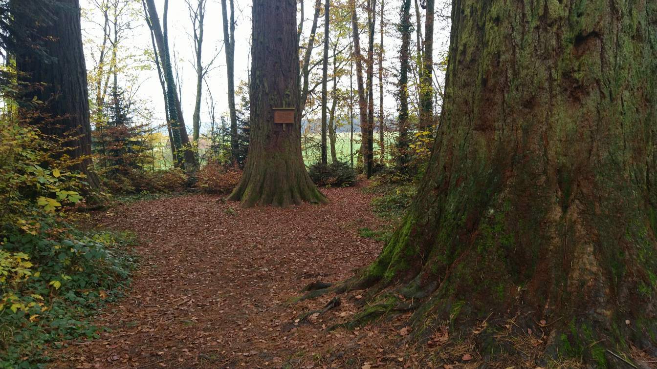 Bildtitel: 150 Jahre alte Mammutbäume