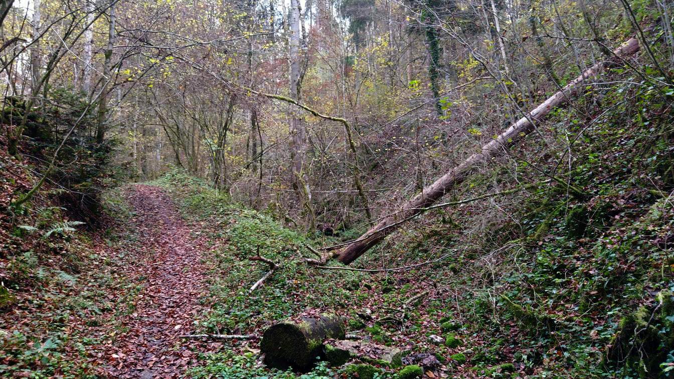 Bildtitel: Weiler Schlucht