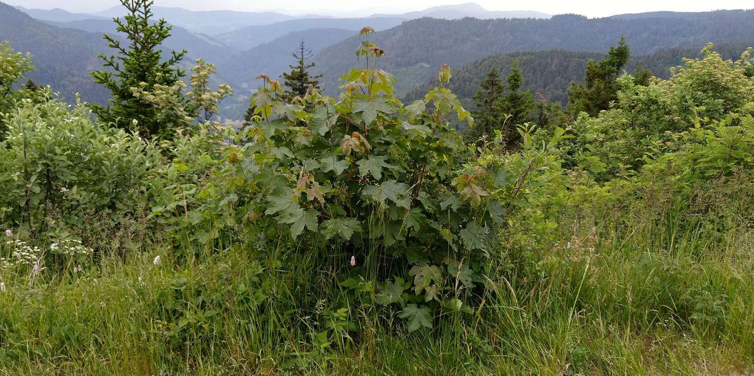 Bildtitel: Blick ins Tal