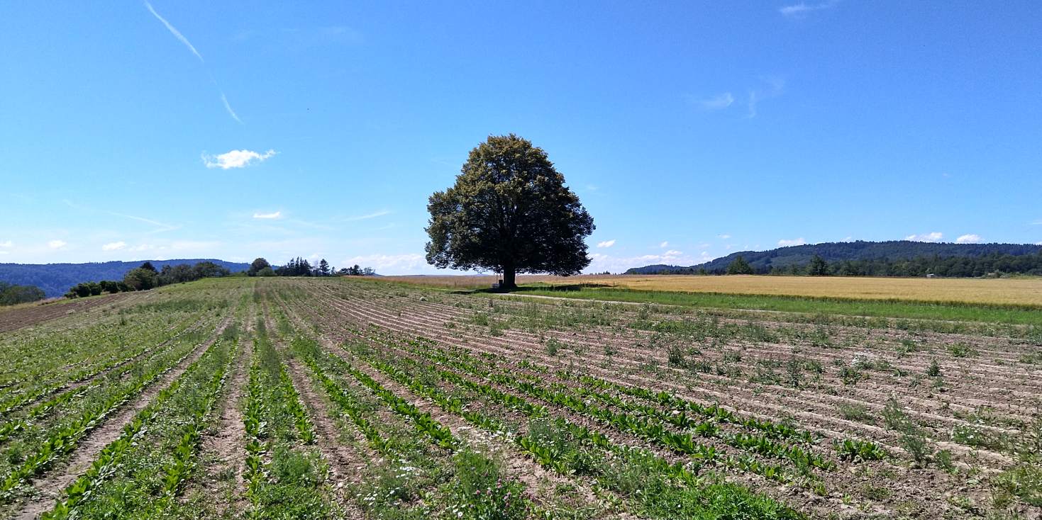 Bildtitel: Hödinger Linde