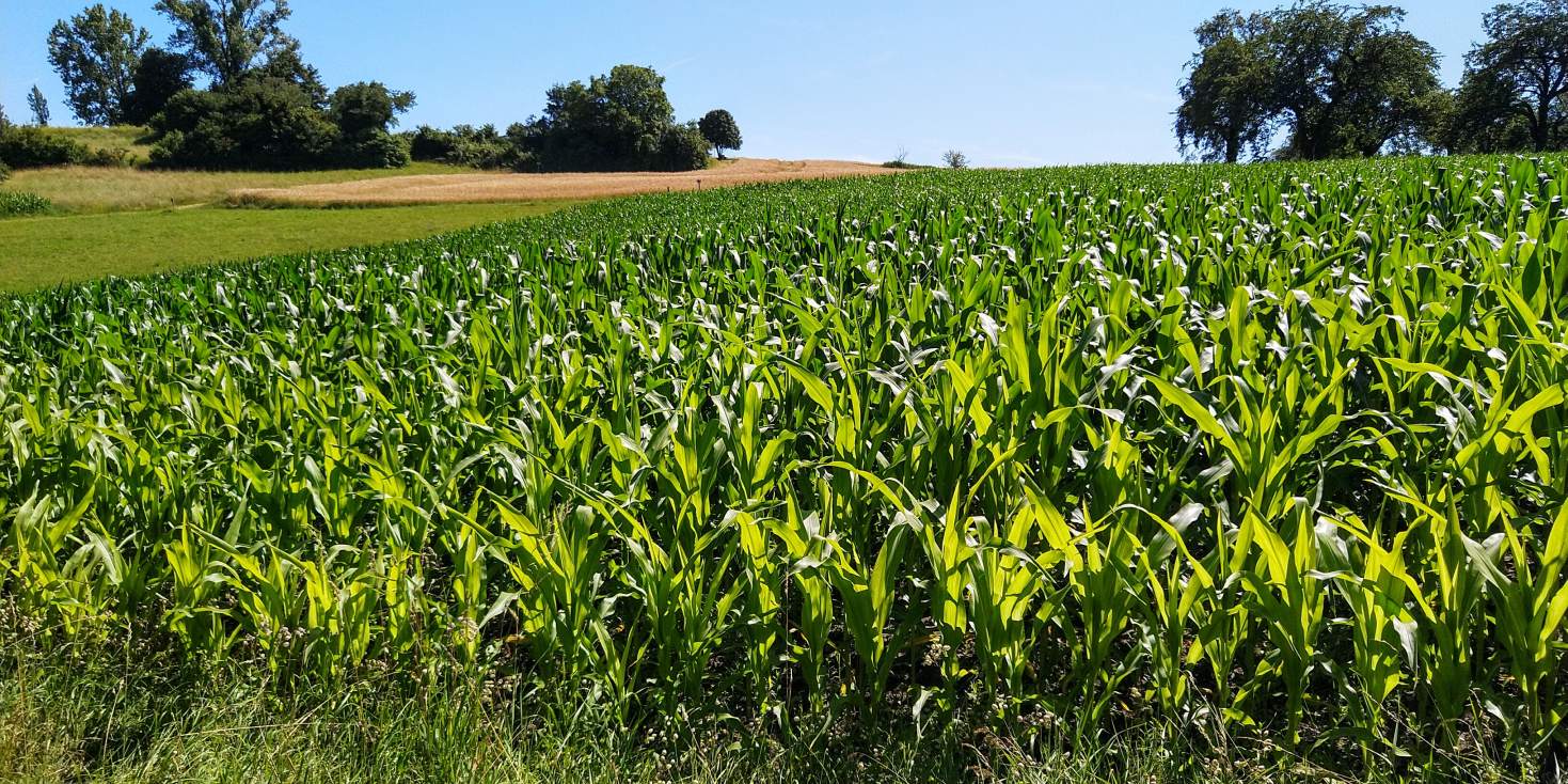 Bildtitel: Maisfeld
