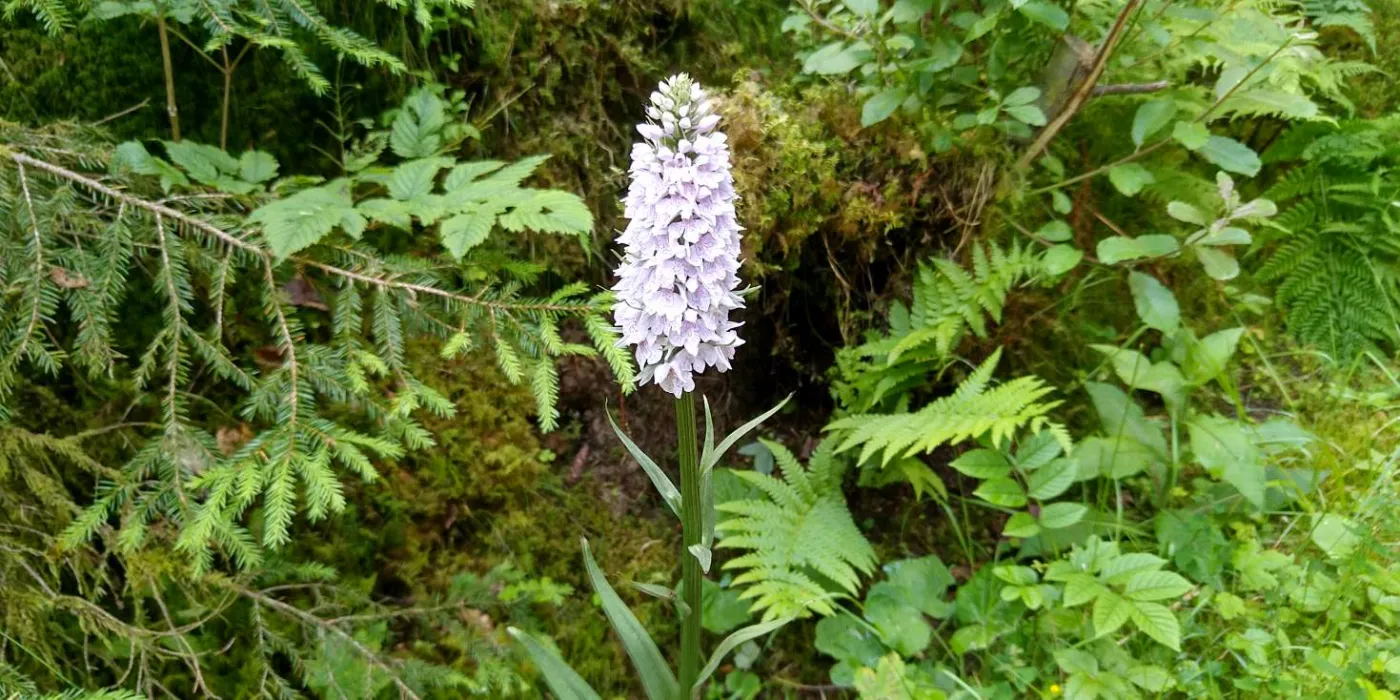 Bildtitel: Fuchsknabenkraut