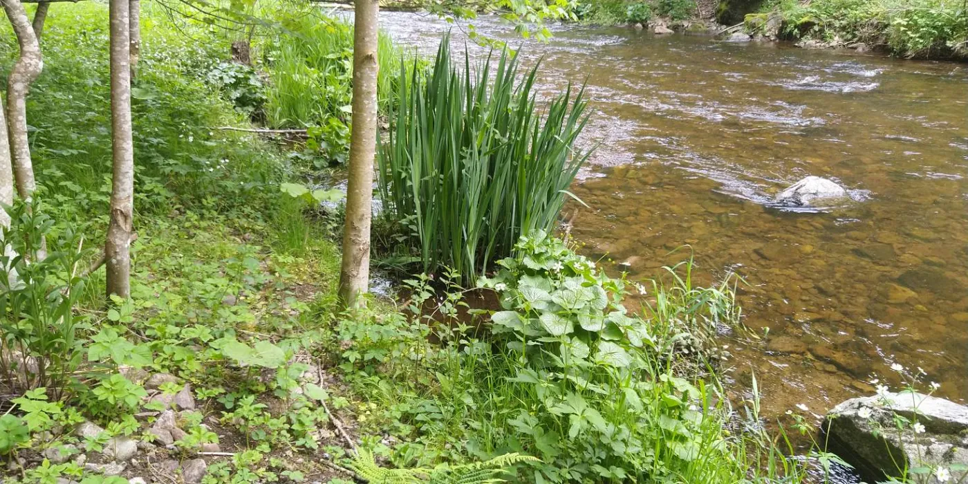 Bildtitel: Haslachufer