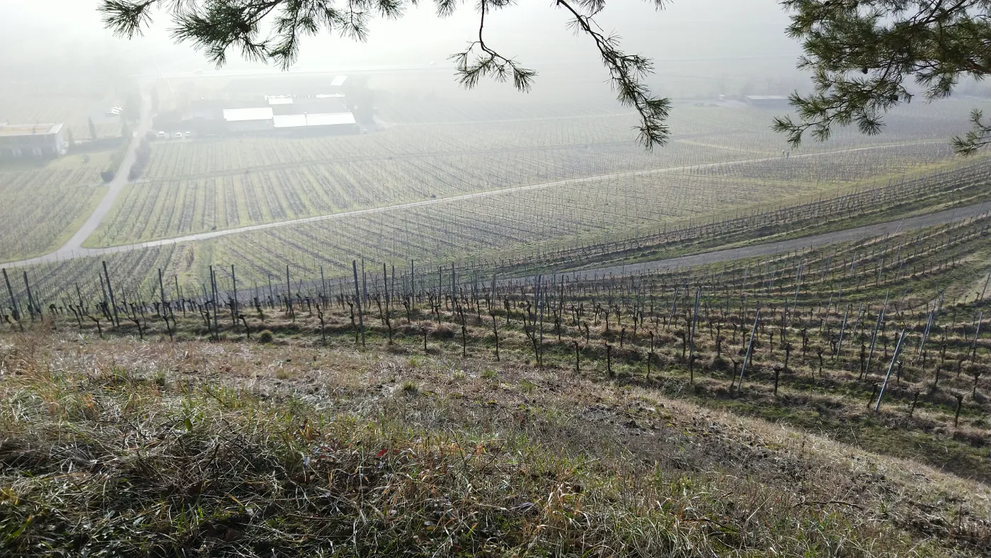 Bildtitel: Elisabethenberg