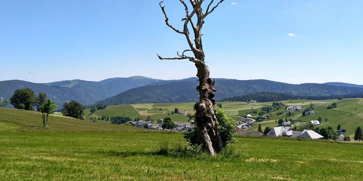 Bildtitel: toter Baum