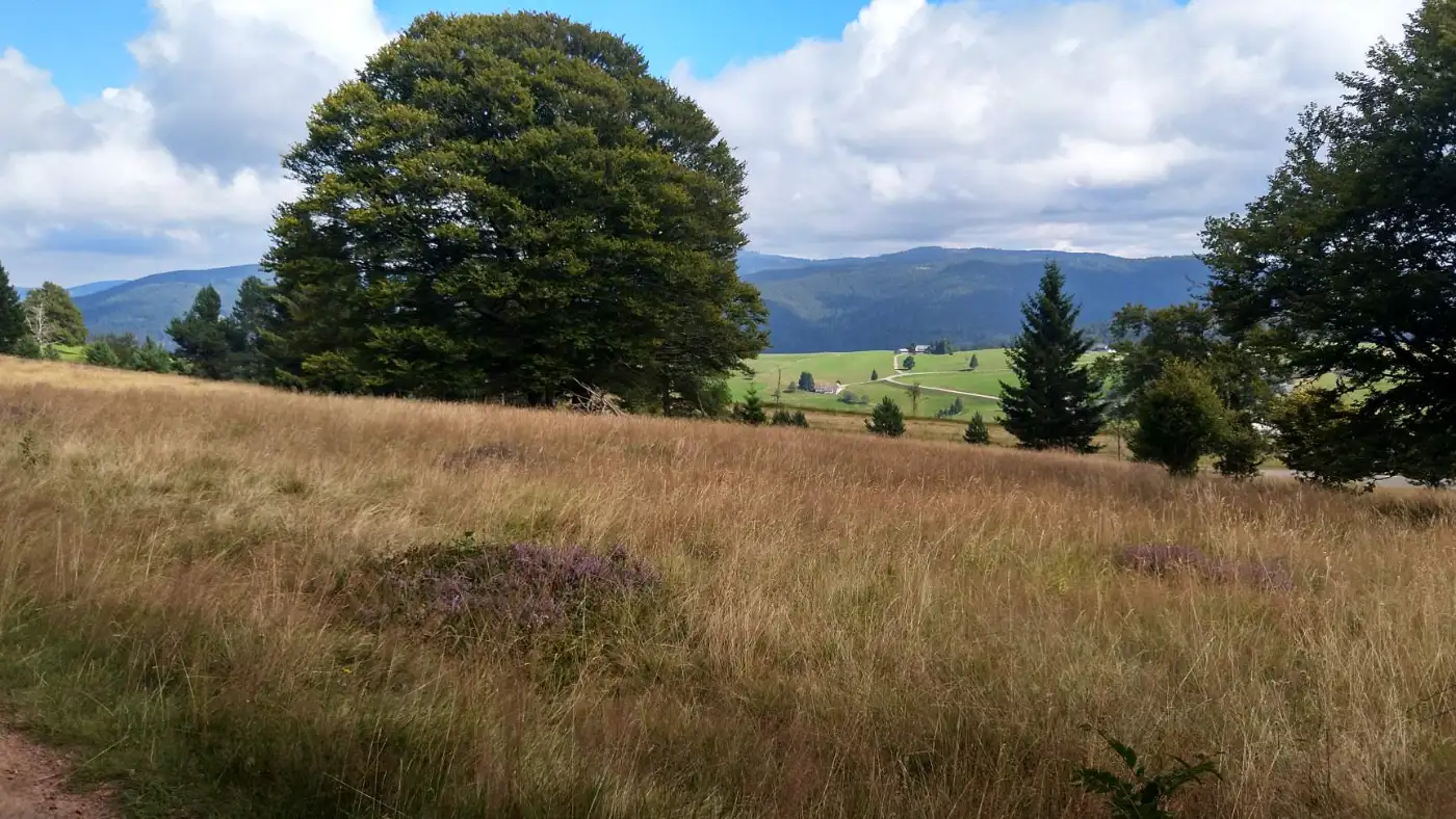 Bildtitel: Blick in Richtung Feldberg