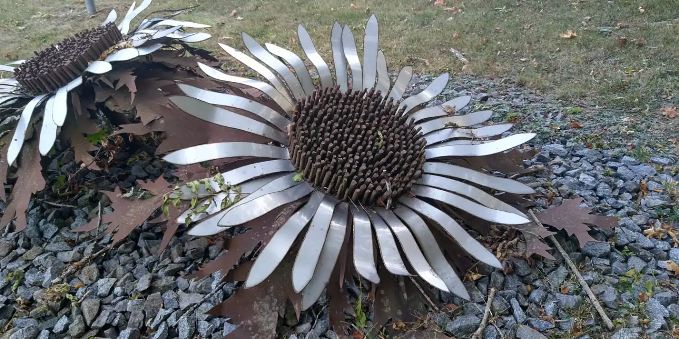 Bildtitel: Silberdistel