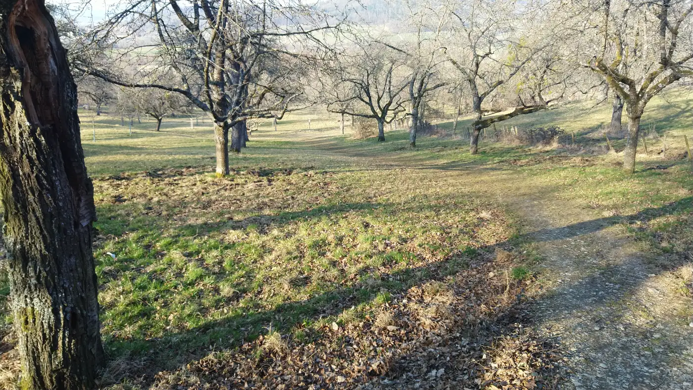 Bildtitel: Wanderweg zwischen Streuobstwiese bei Mössingen im März
