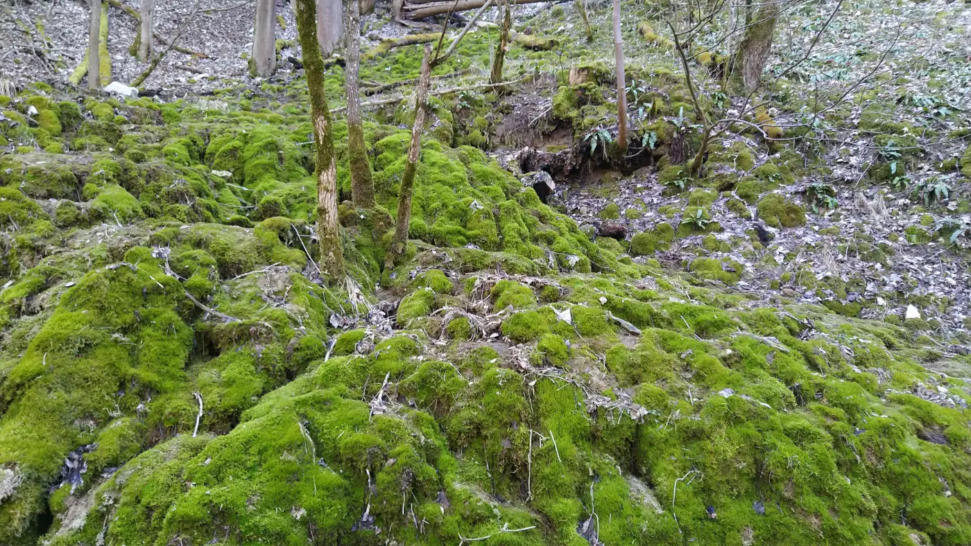 Bildtitel: Salmendinger Wasserfall