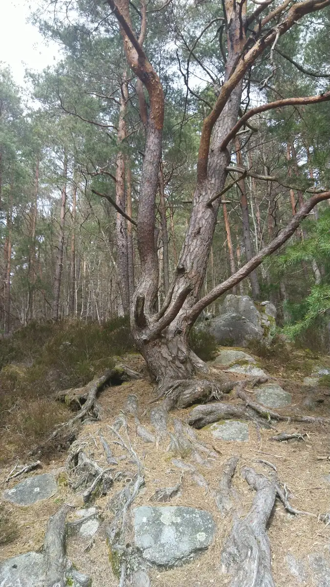 Bildtitel: alte Kiefer