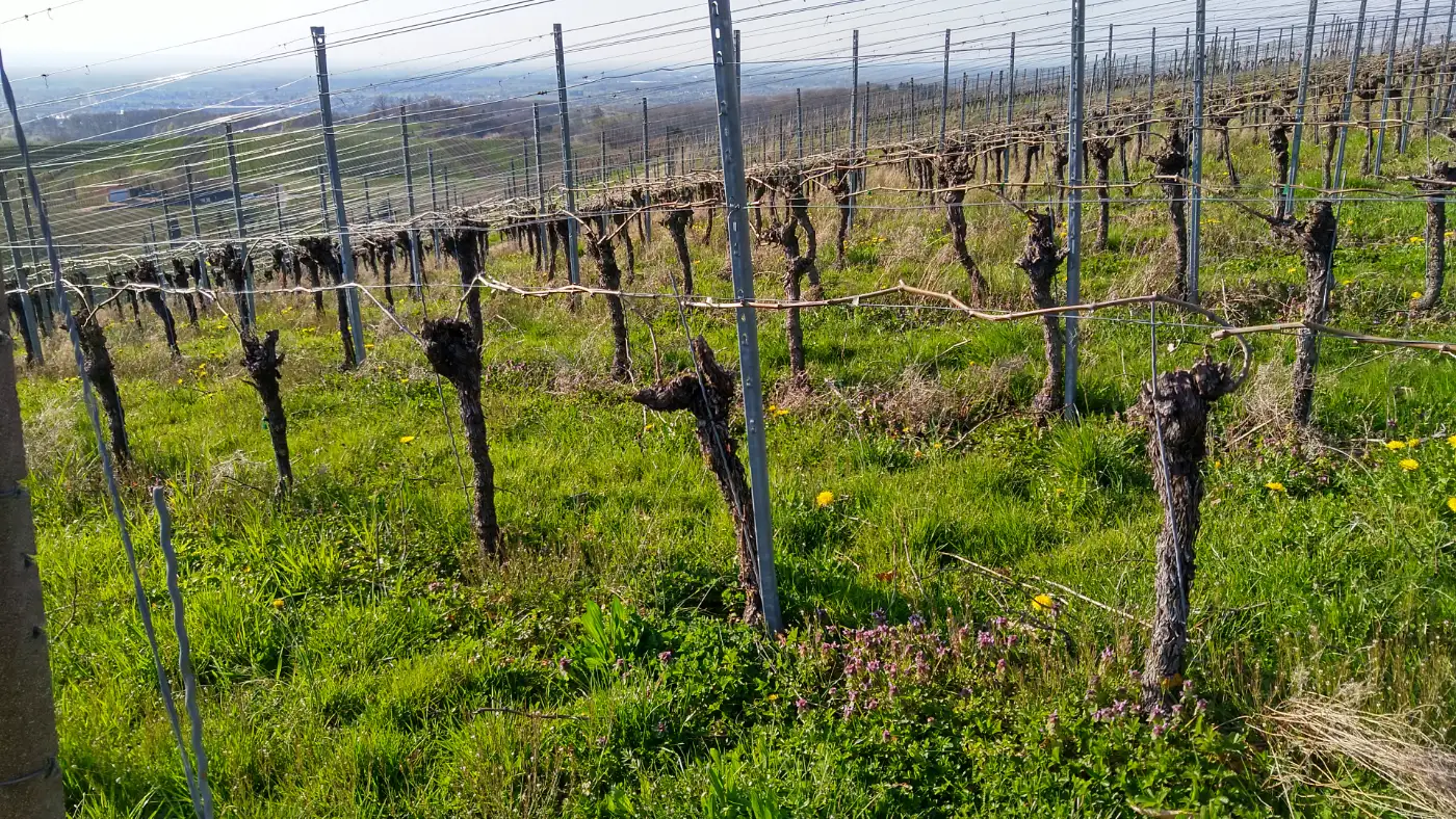 Bildtitel: Weinberg Wolfsgrube