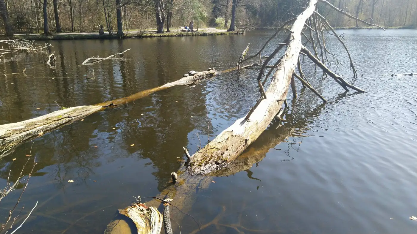 Bildtitel: red-eared sliders