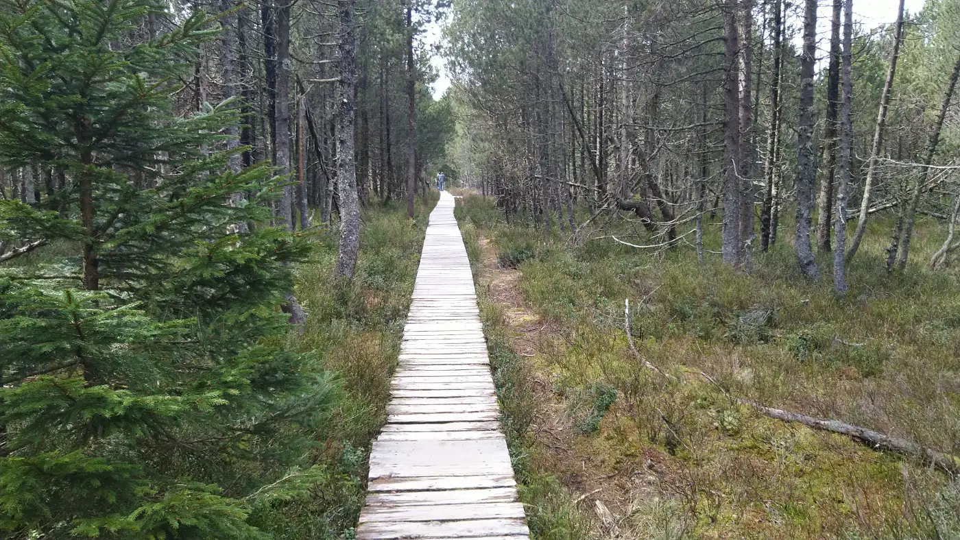 Bildtitel: Bohlensteg durchs Moor