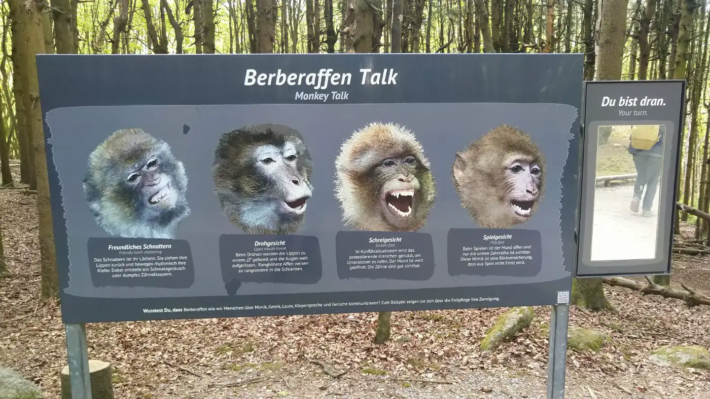 Bildtitel: Berberaffen Talk