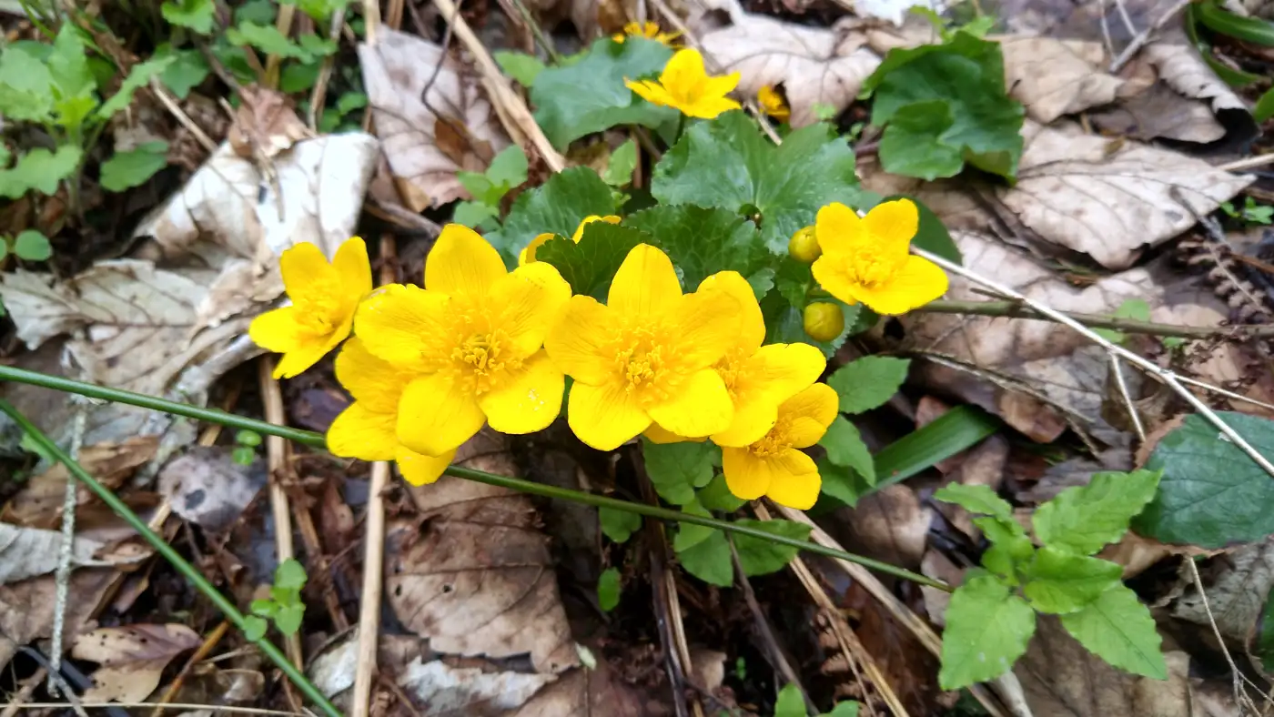 Bildtitel: Sumpfdotterblumen