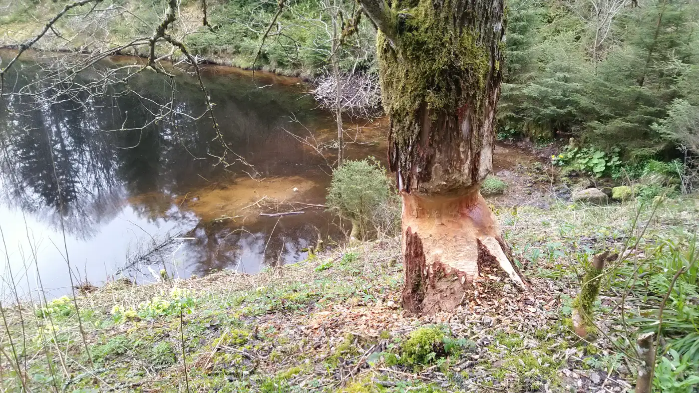 Bildtitel: Biber am Werk