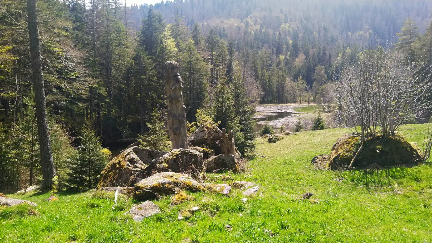 Bildtitel: Feldseemoor