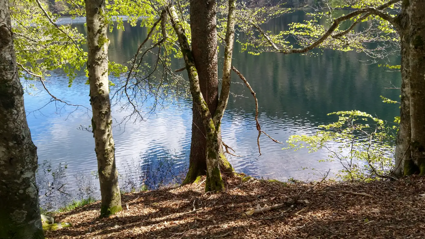 Bildtitel: Feldseeufer