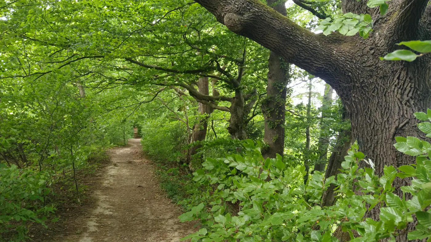 Bildtitel: Uferweg mit alten Eichen